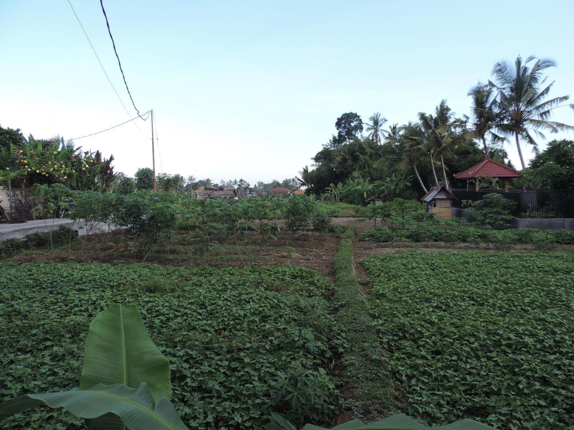 Duana'S Homestay Ubud Extérieur photo
